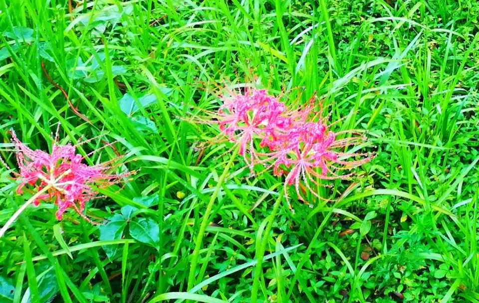 世界上花语最恐怖又邪恶的十大花卉