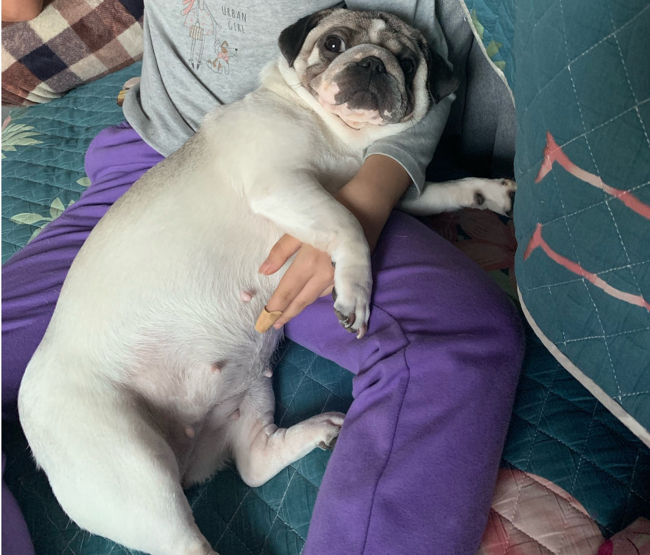 巴哥都是这么耳聋眼瞎的吗？零食明明就在眼前呀