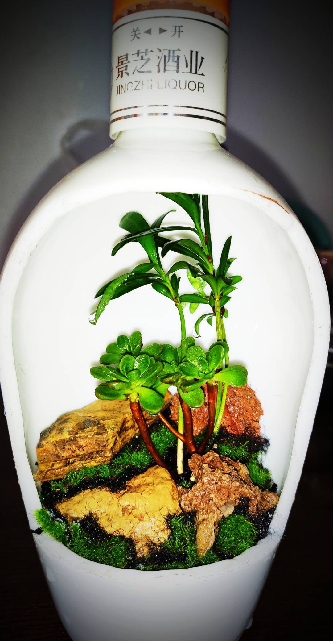 尝试将四季浓缩在一道盆景之中 18个详细步骤 新手也能制作