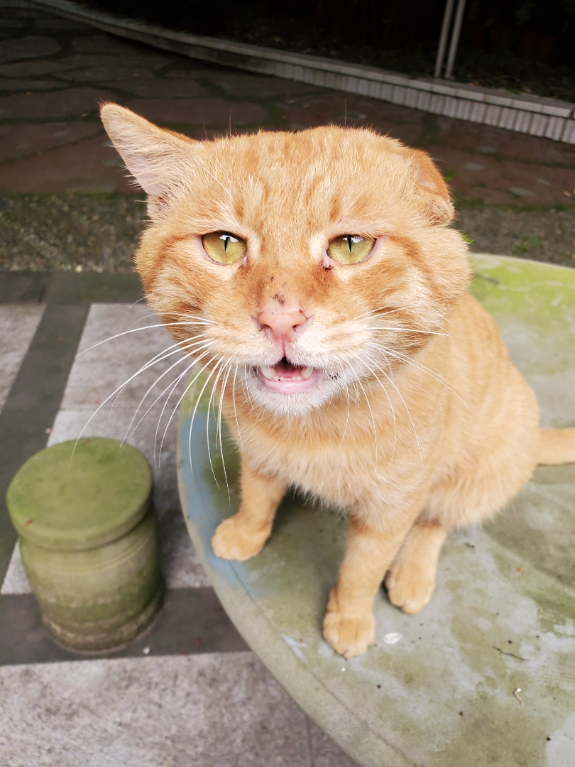 中国本土名猫 你认识哪些 我大橘必须有姓名