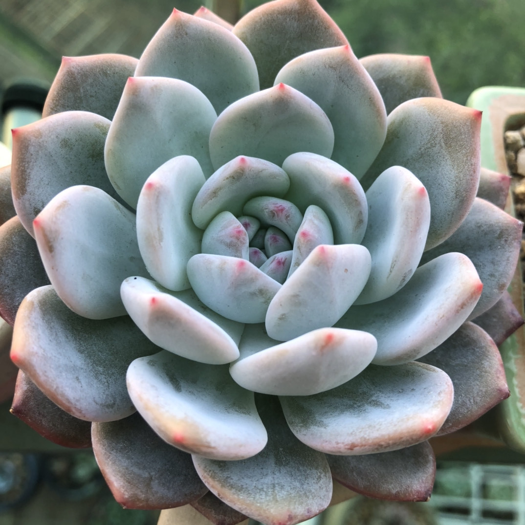 吸取教训 不断探索 英语老师的多肉碎碎念