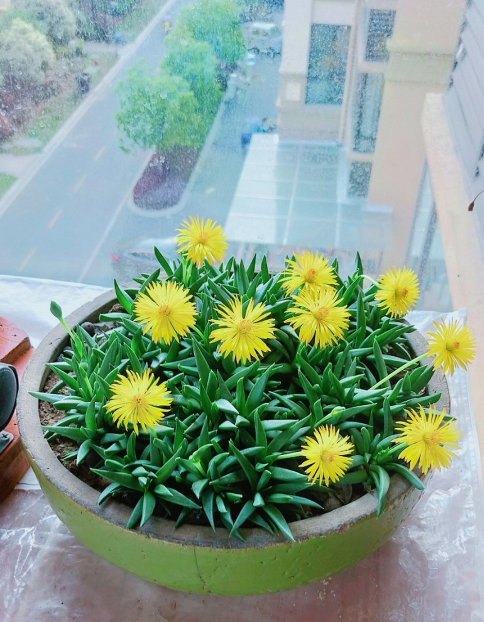 一款小巧玲珑的多肉叫黄花照波,碧绿的针状叶片,花朵黄色也是矮矮的