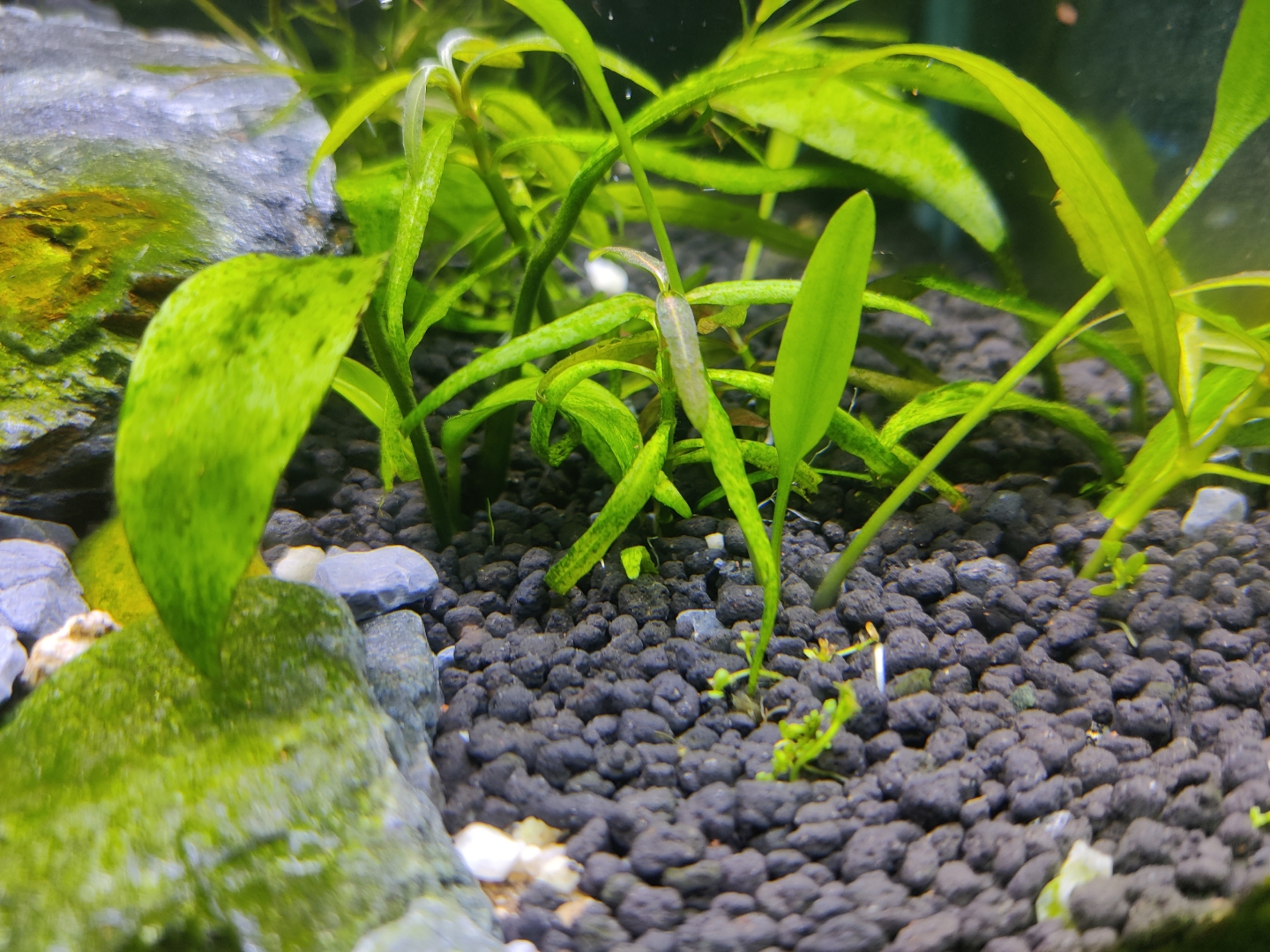 新手入坑草缸要小心 水草种子这个坑千万要避开