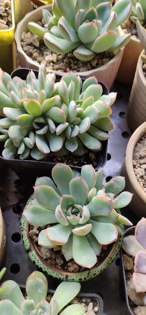 学会这几个多肉叶插小技巧 片片都发芽 肉肉呼呼长成胖娃娃