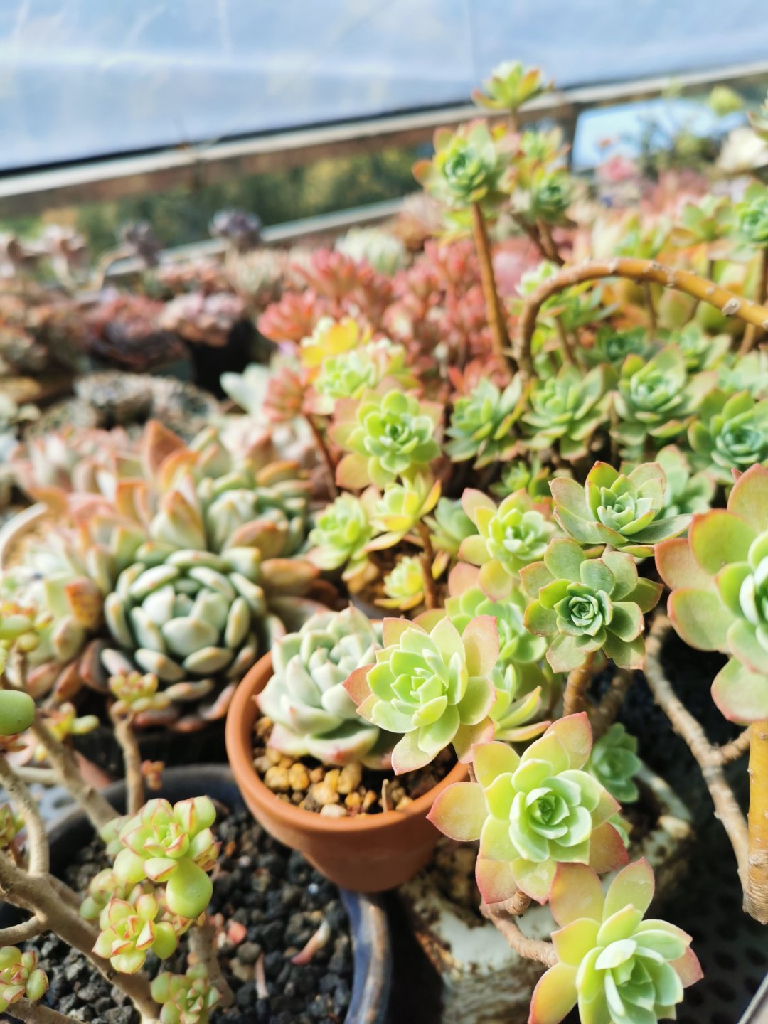 吸取教训 不断探索 英语老师的多肉碎碎念