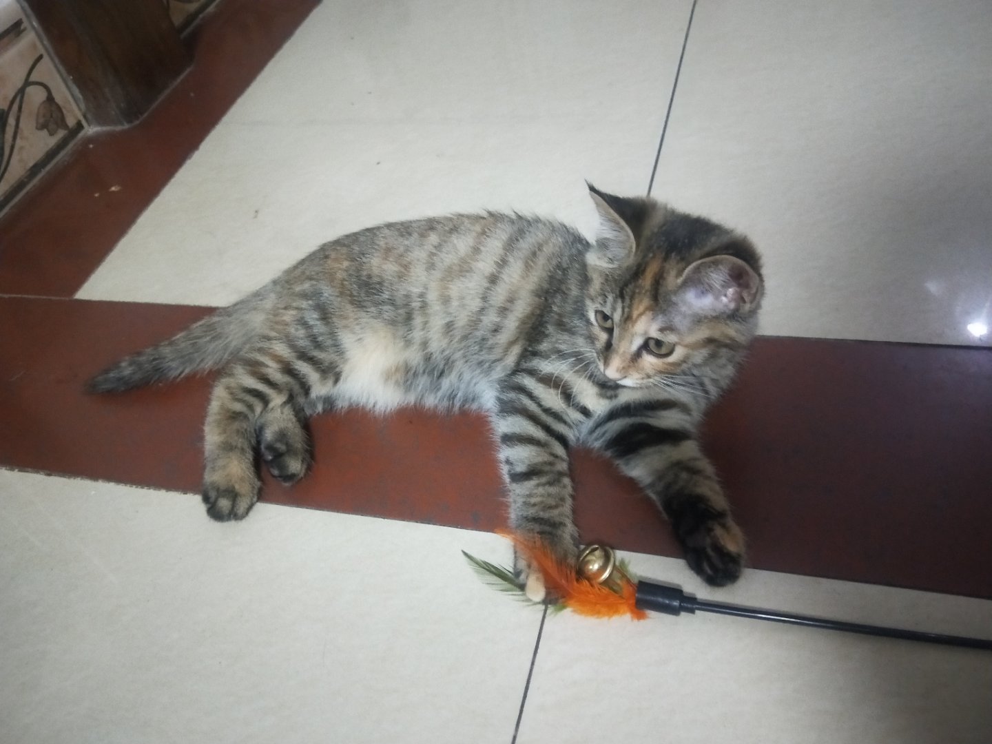 狸花猫和美短傻傻分不清楚 看完这篇 再也不脸盲了