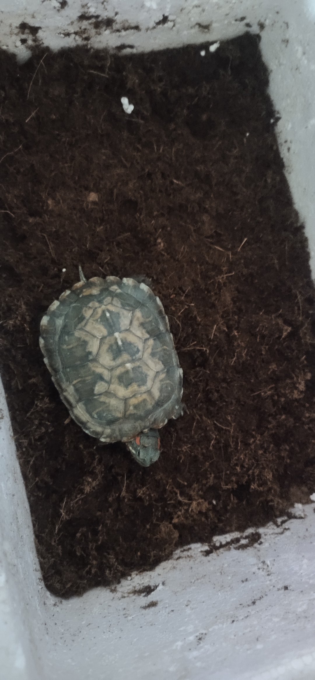 乌龟冬眠常用的3种方式，哪种冬眠方式最安全？冬眠问题要注意什么