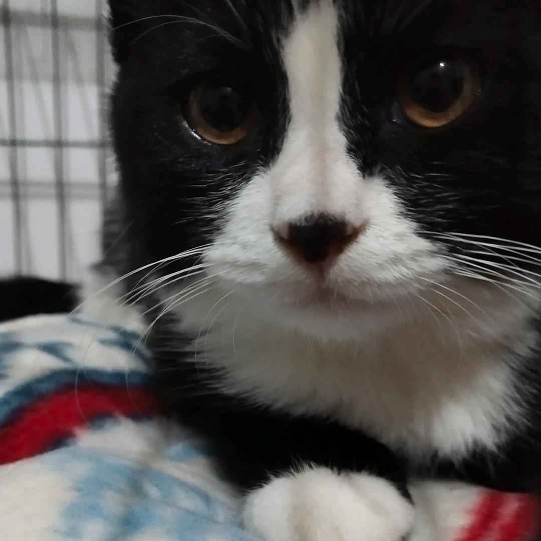 年纪轻轻就吸猫 孩子啊 娘亲担心你的前途