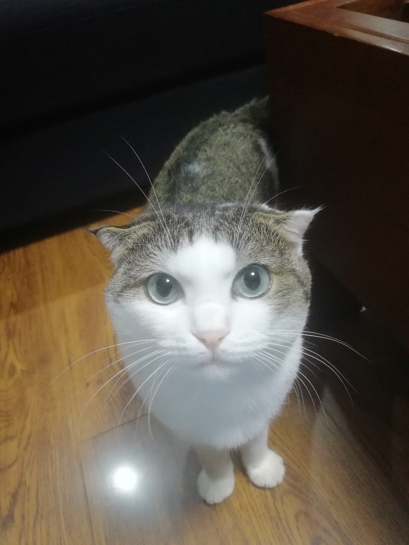 说好的幸福呢 自从养猫后 我天天都要被它气哭