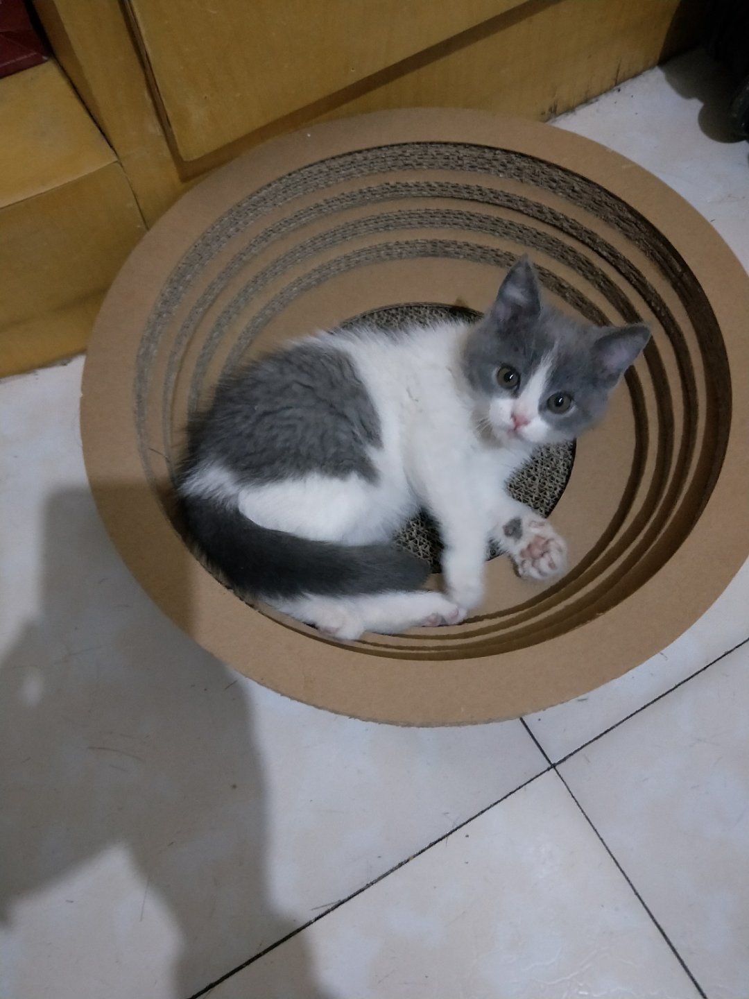 猫咪呕吐的几种原因 你知道多少 猫咪呕吐的几种原因 你知道多少