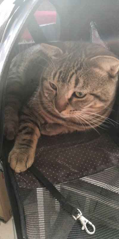 狸花猫和美短傻傻分不清楚 看完这篇 再也不脸盲了