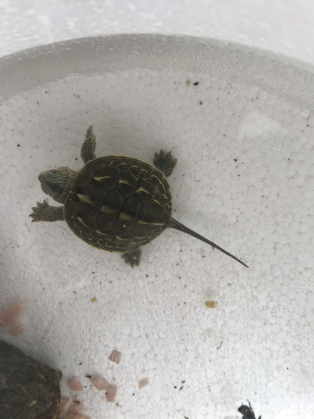 尾巴长的乌龟是什么龟