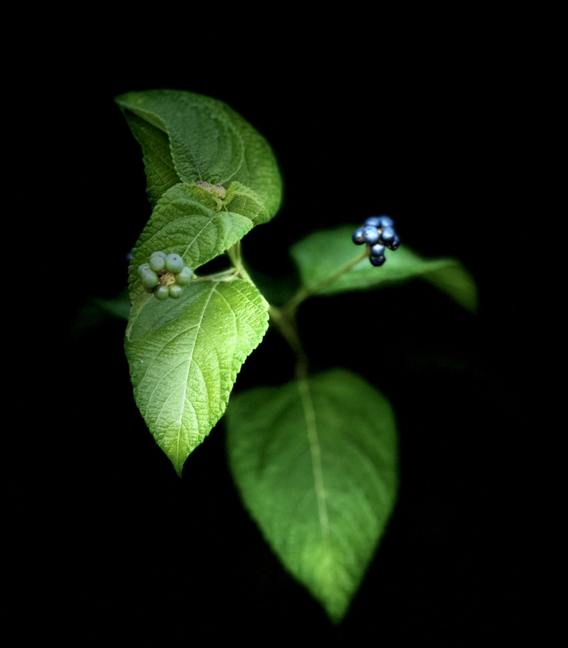叶上珠[你懂的]白天开花夜结果[吃瓜]