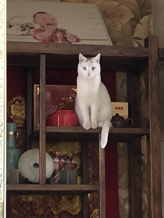 猫瘟如此可怕 我们该如何预防它