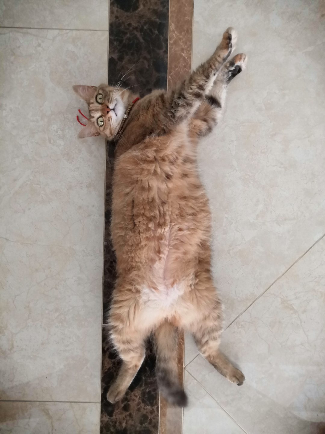 狸花猫和美短傻傻分不清楚 看完这篇 再也不脸盲了