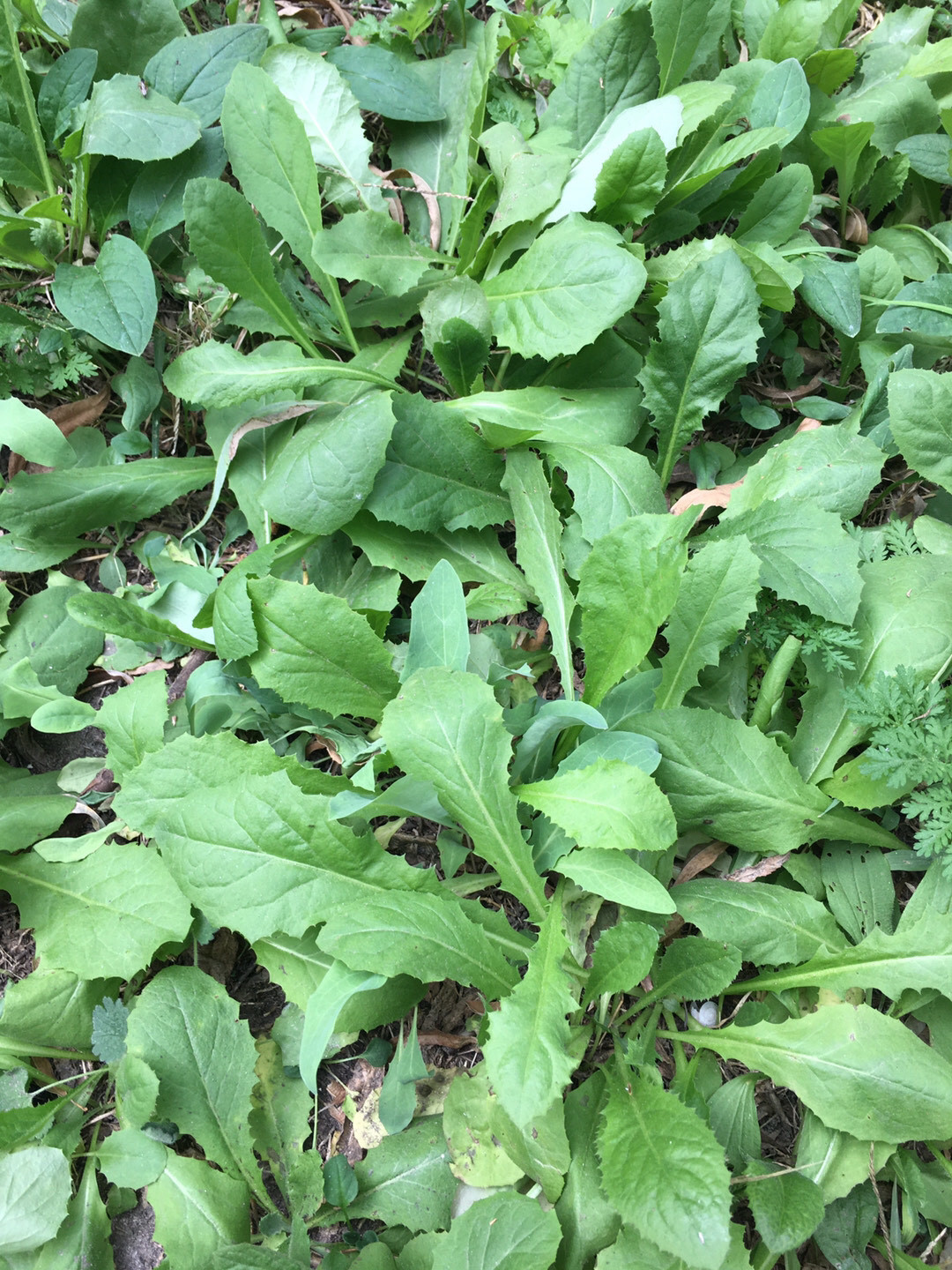 摸清蒲公英的底细 有何特性 如何种植 收获和留种 自己也能种