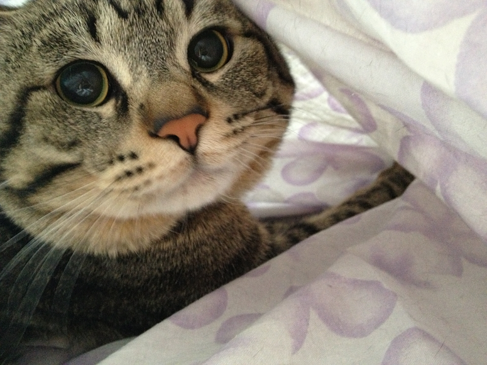 狸花猫和美短傻傻分不清楚 看完这篇 再也不脸盲了