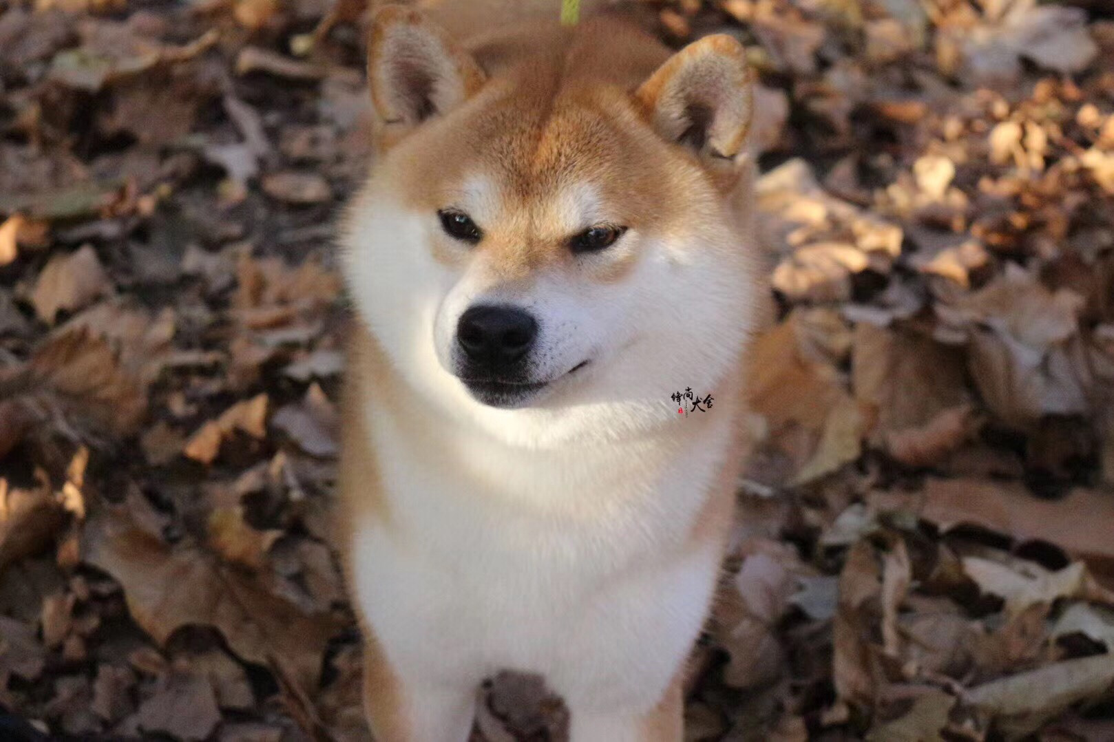 柴犬的脸特别尖 并不是串串 柴犬有两种脸型 圆脸和尖脸 柴犬的脸特别尖 并不是串串 柴犬有两种脸型 圆脸和尖脸