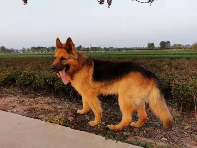 一分钟带你了解弓背德牧与平背德牧的区别，你更喜欢哪一种？