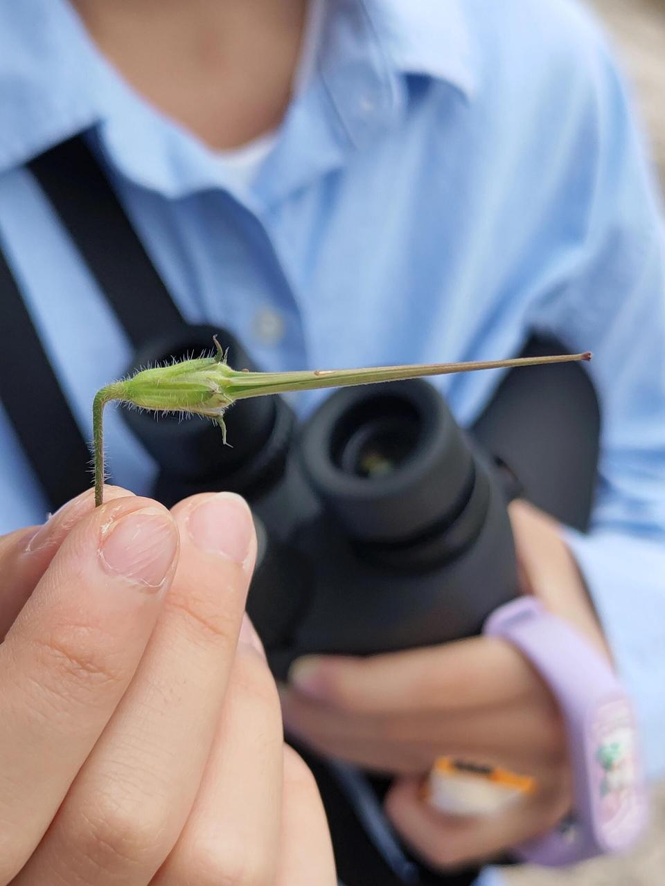 芹叶牻(máng)牛儿苗. 种子又尖又长,很像古代的长矛!