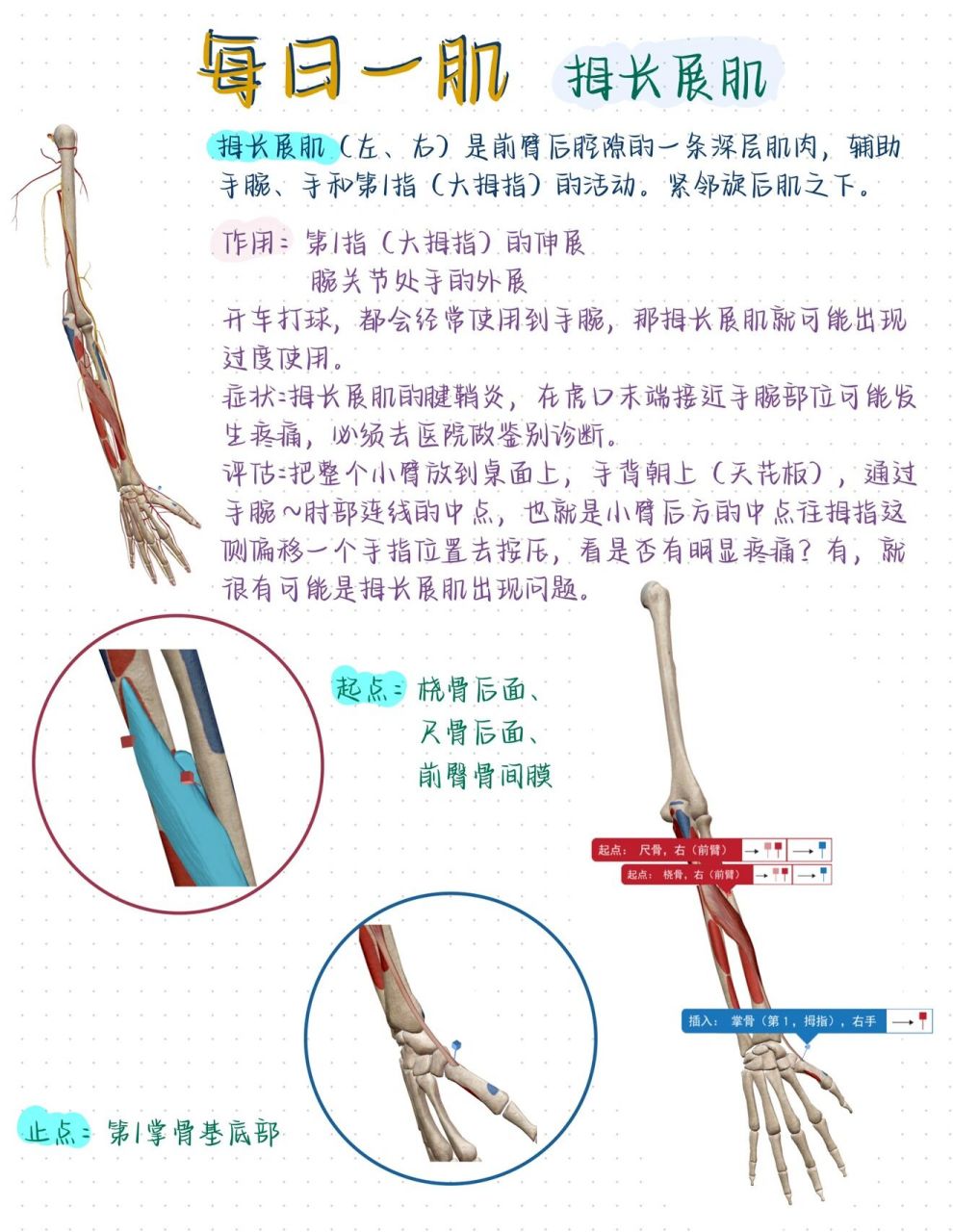 拇长展肌图片