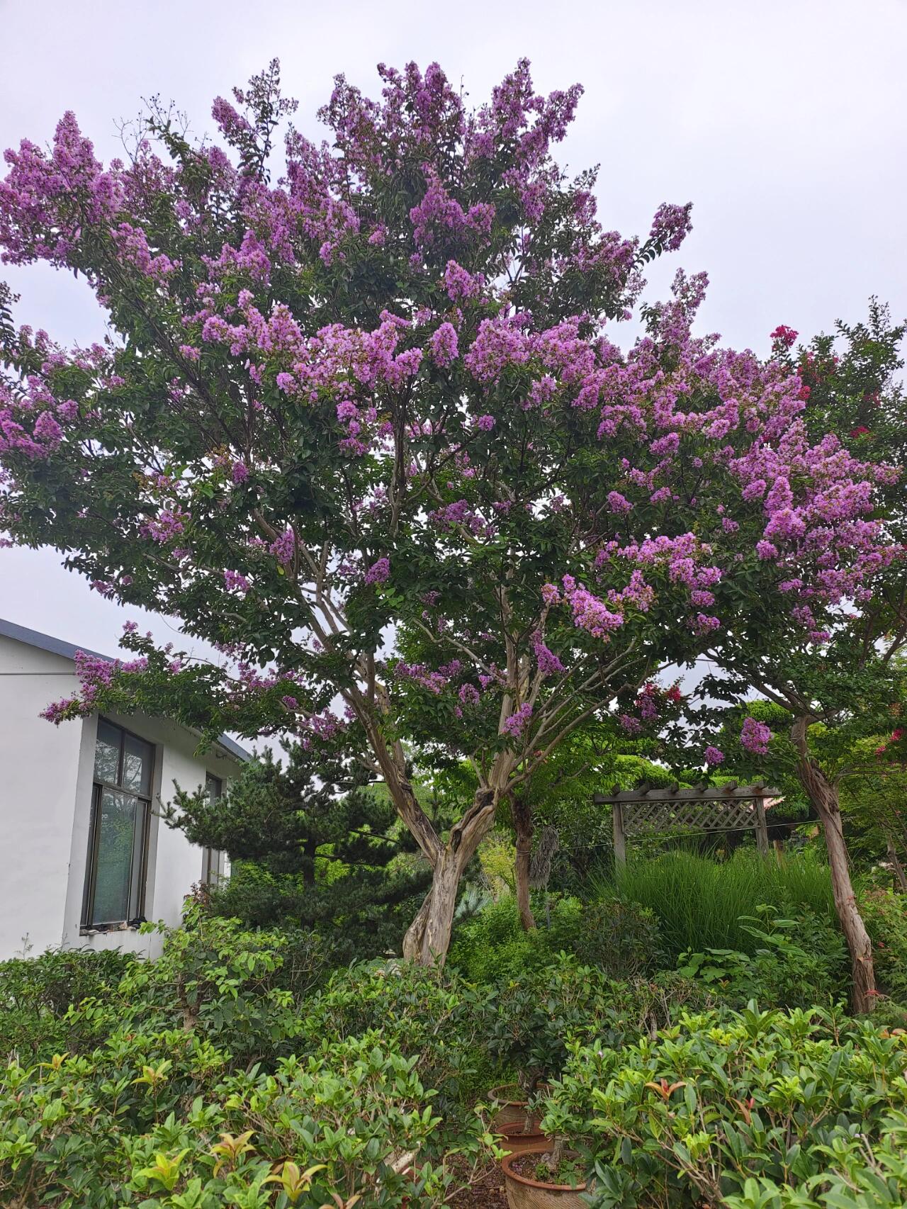 满树繁花——百日红94