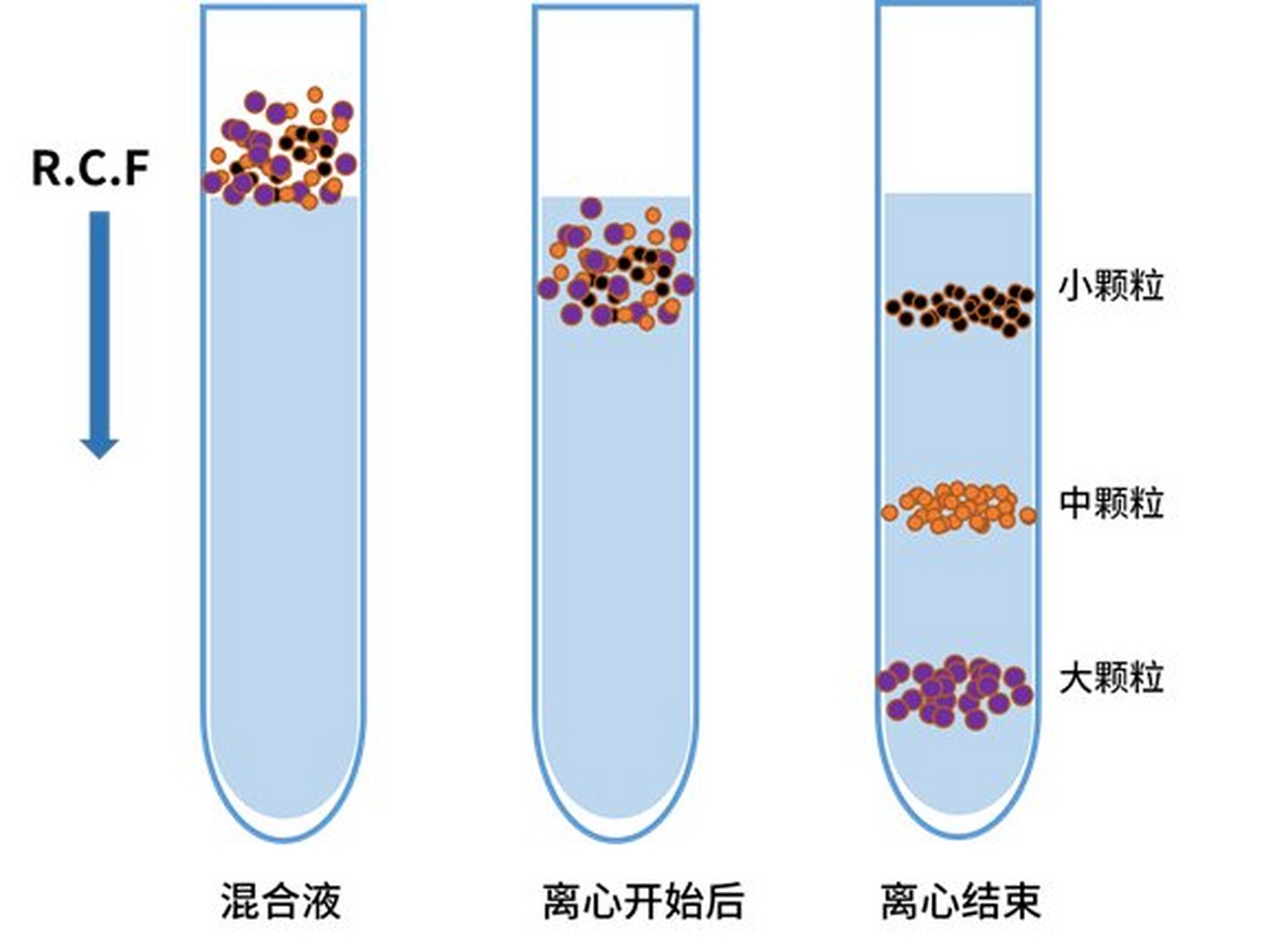 细胞离心图片