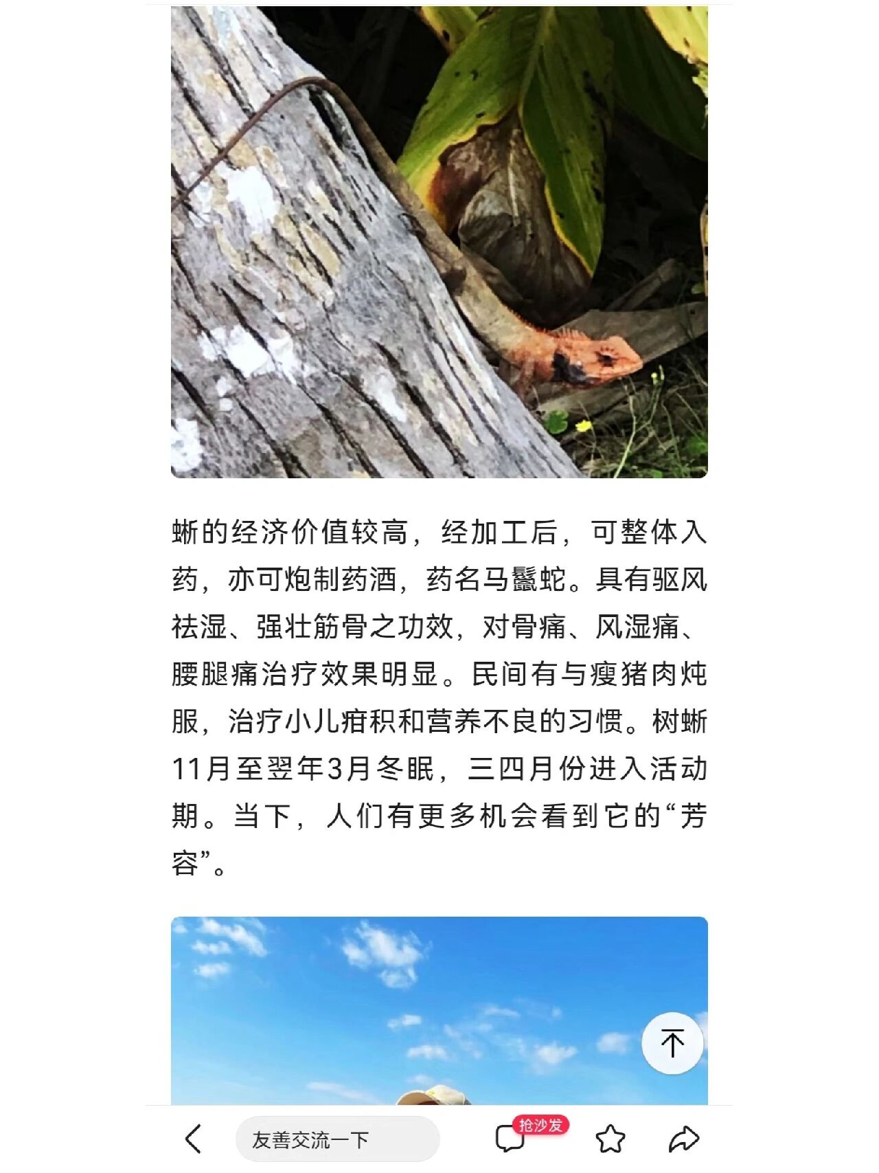 树蜥 雷公蛇 感谢大家科普,我知道了,它不是壁虎,是树蜥,也叫雷公蛇