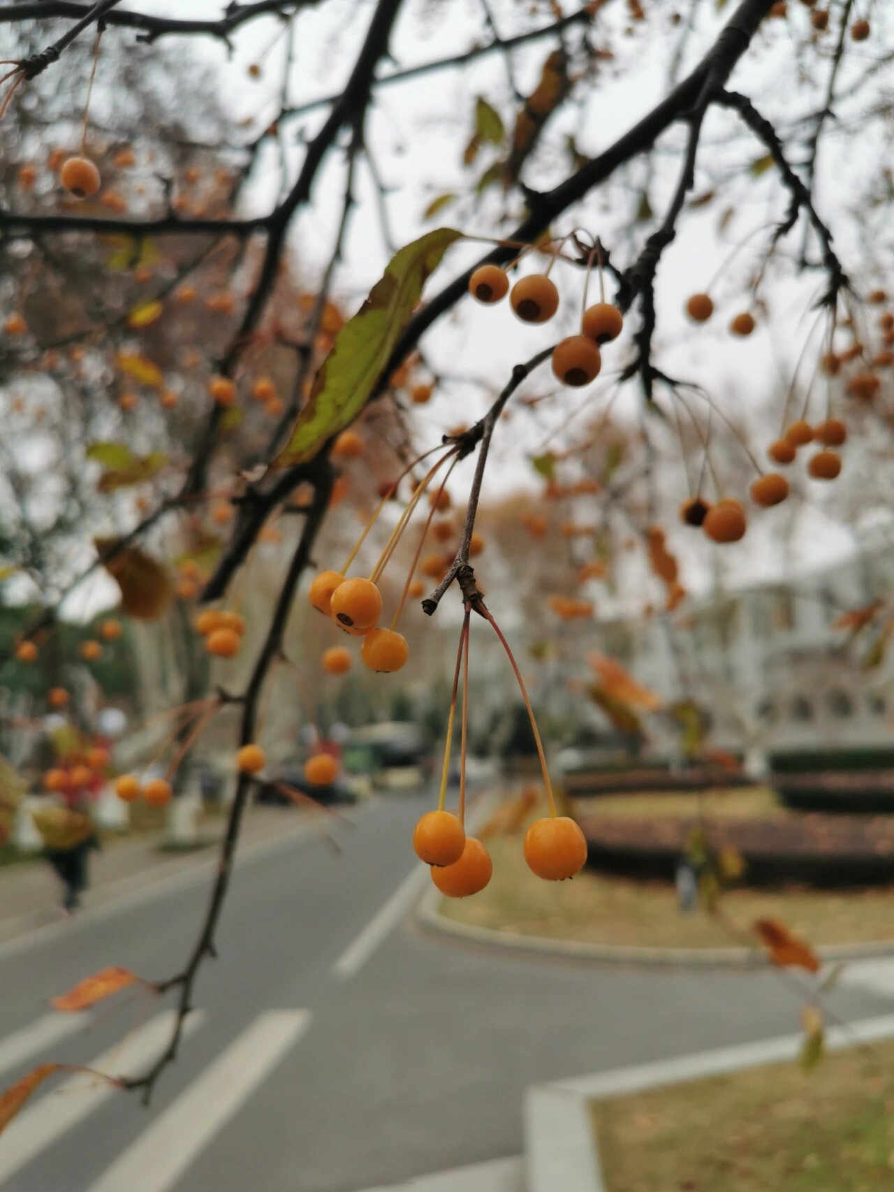 垂丝海棠果实图片