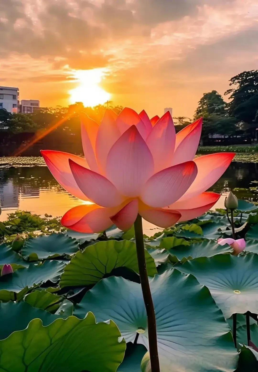 在这个夏天,莲花盛开的季节,你有你的梦想, 我有我的心愿,愿你我共