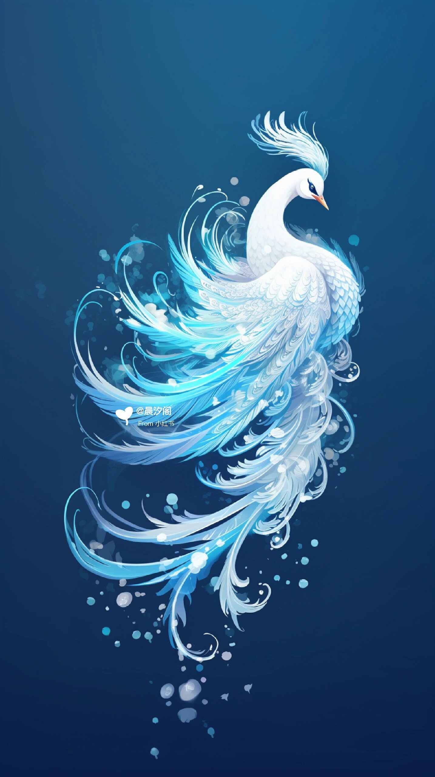 遇见白凤凰,三生有幸,富贵吉祥