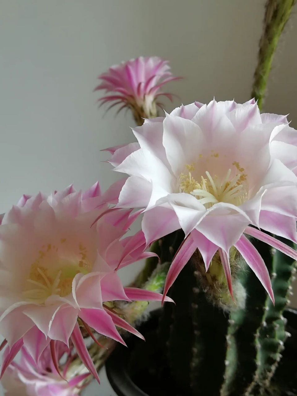 仙人掌花94 仙人掌 仙人掌花 鲜花分享 点缀生活的鲜花 每周一花
