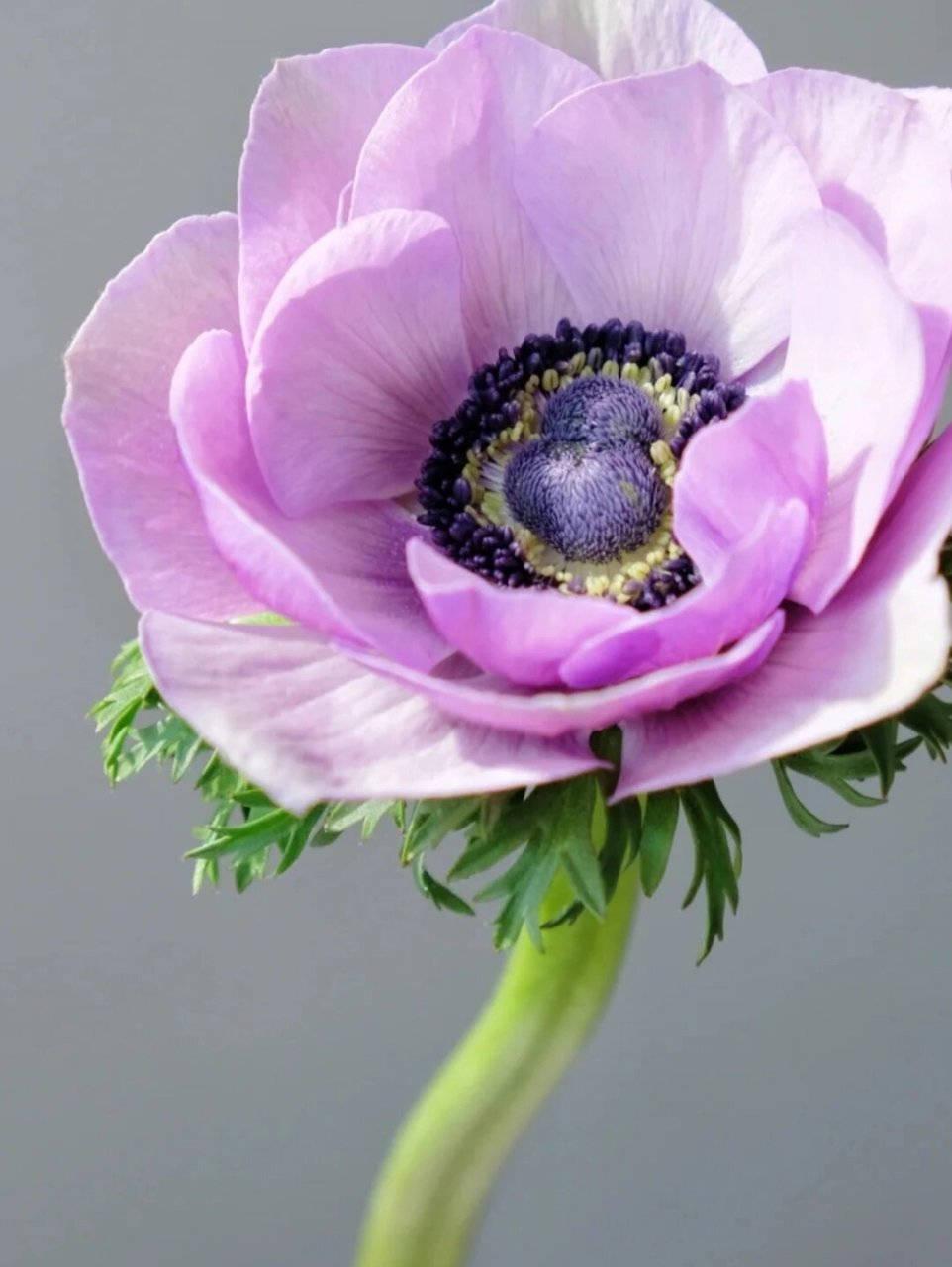 银莲花(anemone cathayensis kitag.