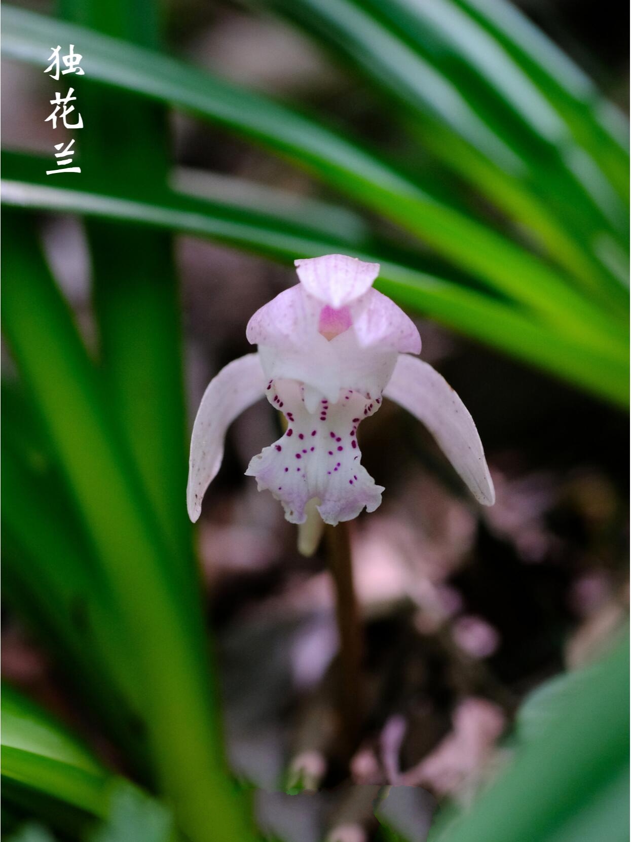 独花兰:生在深山,爱孤独