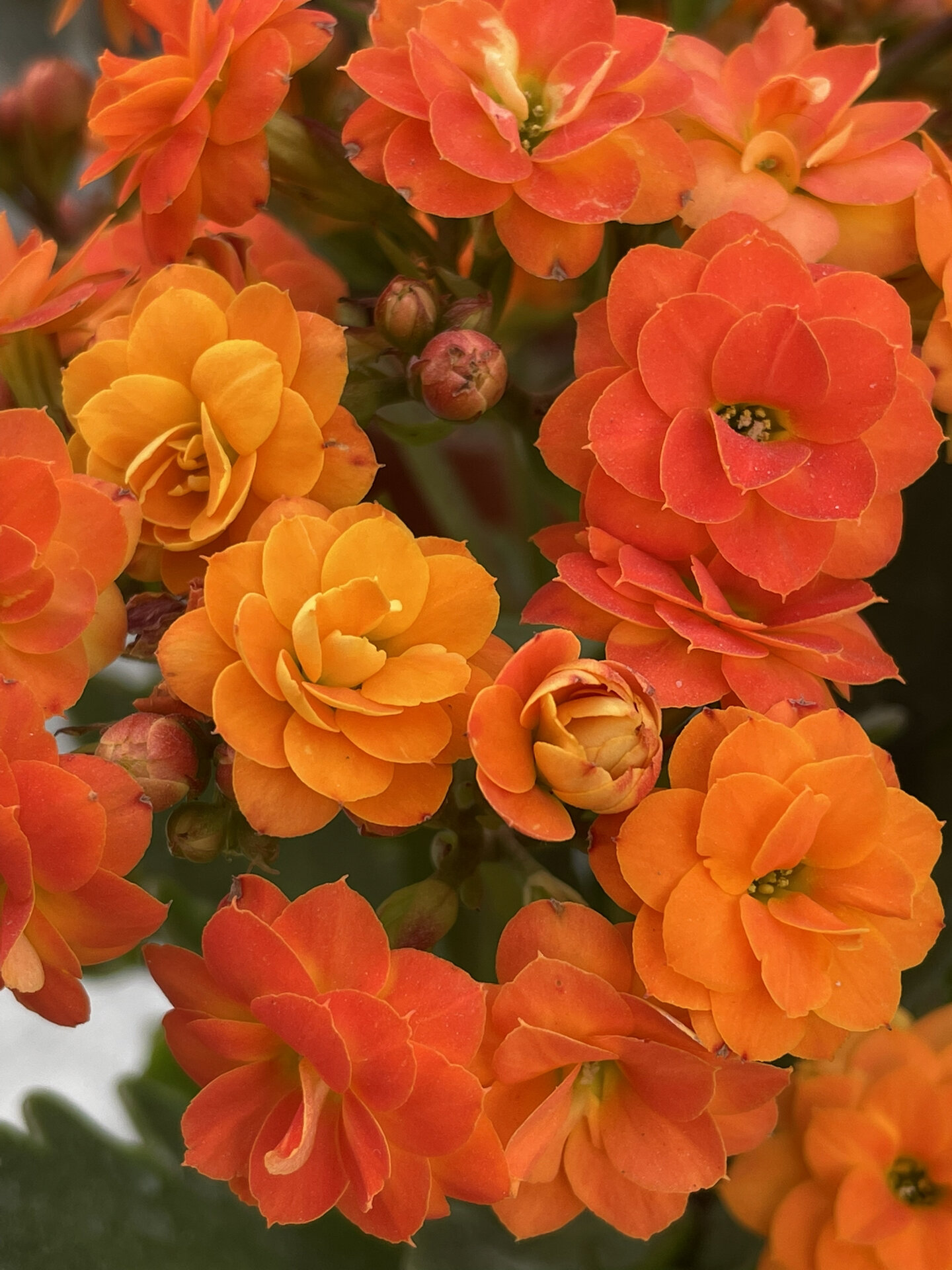 长寿花:索尔丹.