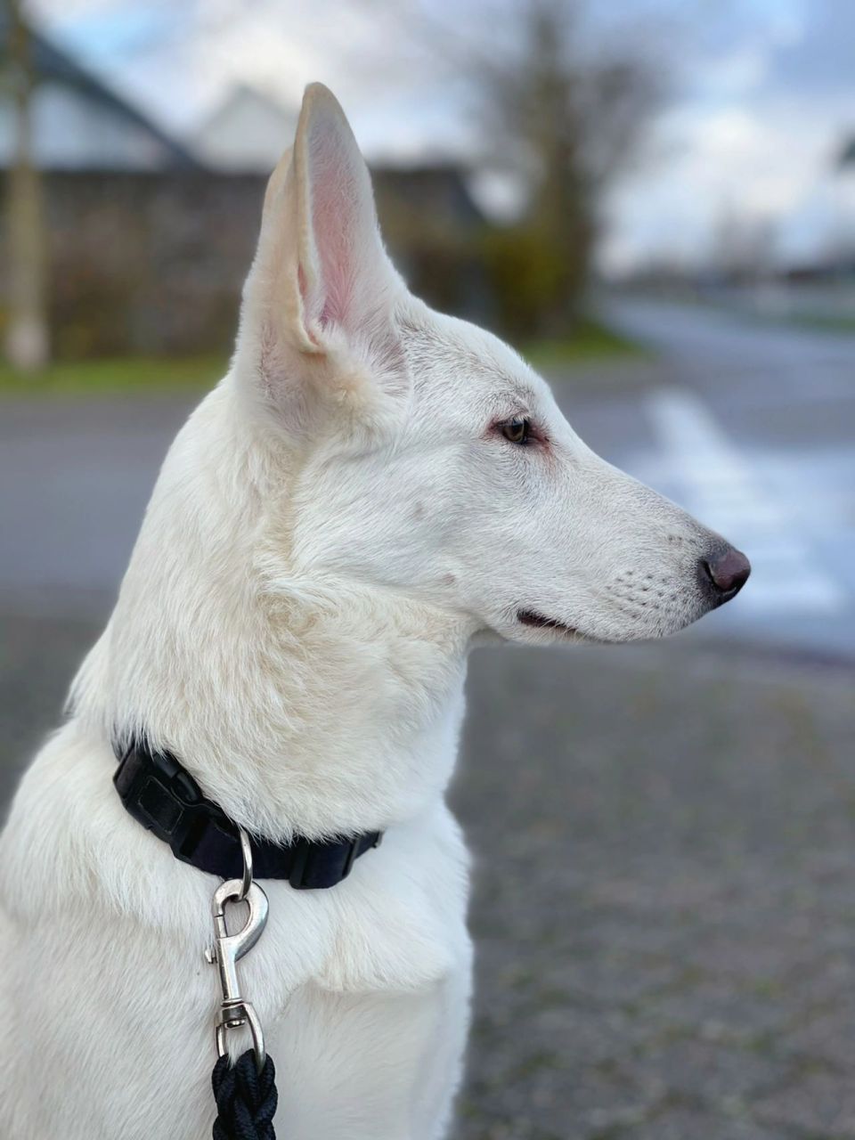 是的!白德牧六个月的时候长成这样啦