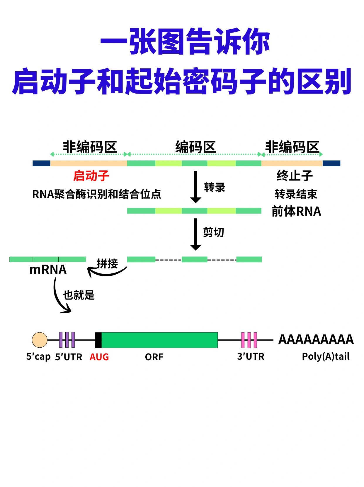 不会有研究生还分不清启动子和起始密码子吧 启动