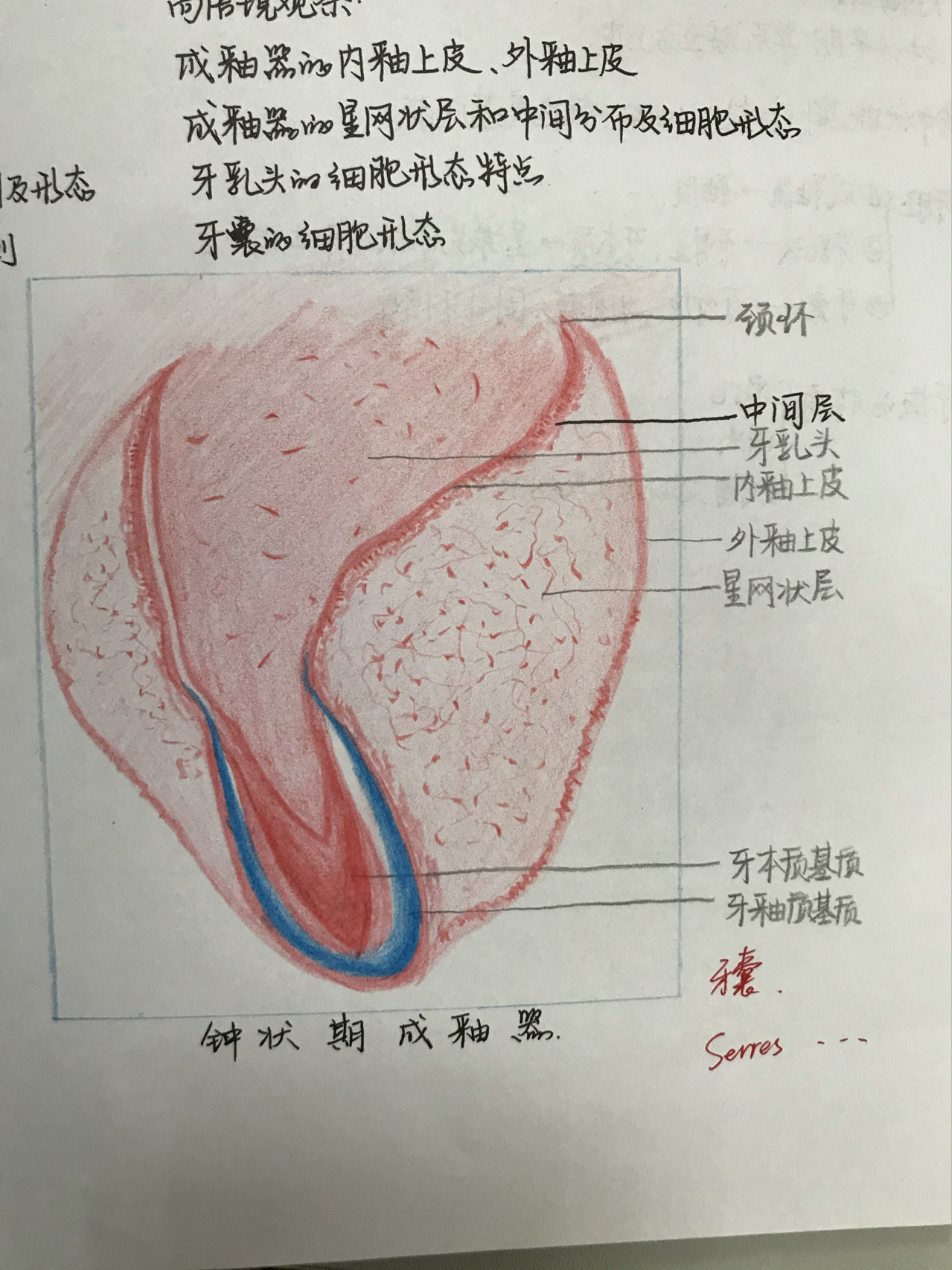 牙本质绘图图片