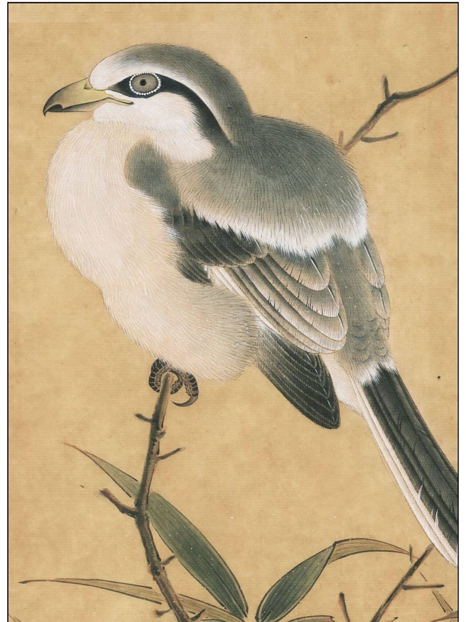 工笔画步骤分享(鸟类设色步骤——伯劳) 概述:长尾灰背伯劳栖息于自