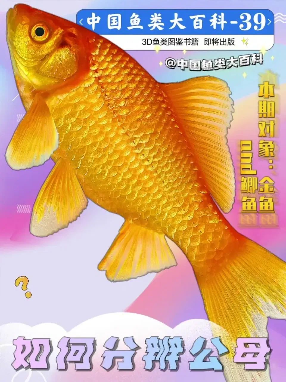 金鱼&鲫鱼82如何分辨公母~?