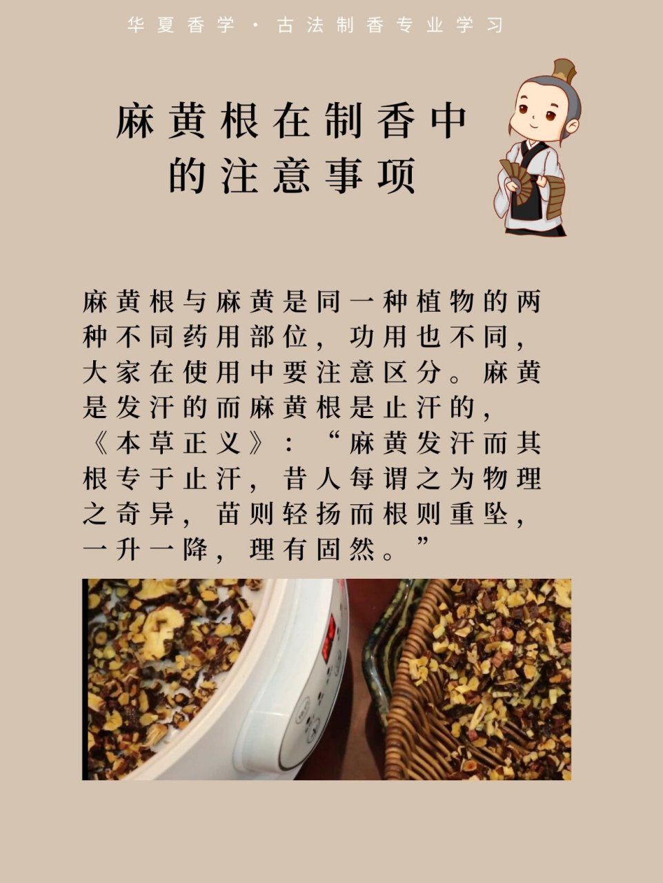 麻黄根用法用量图片