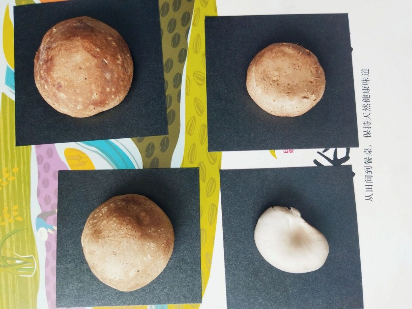 想制作孢子印明信片,没有什么经验,还是先作孢子印好啦!