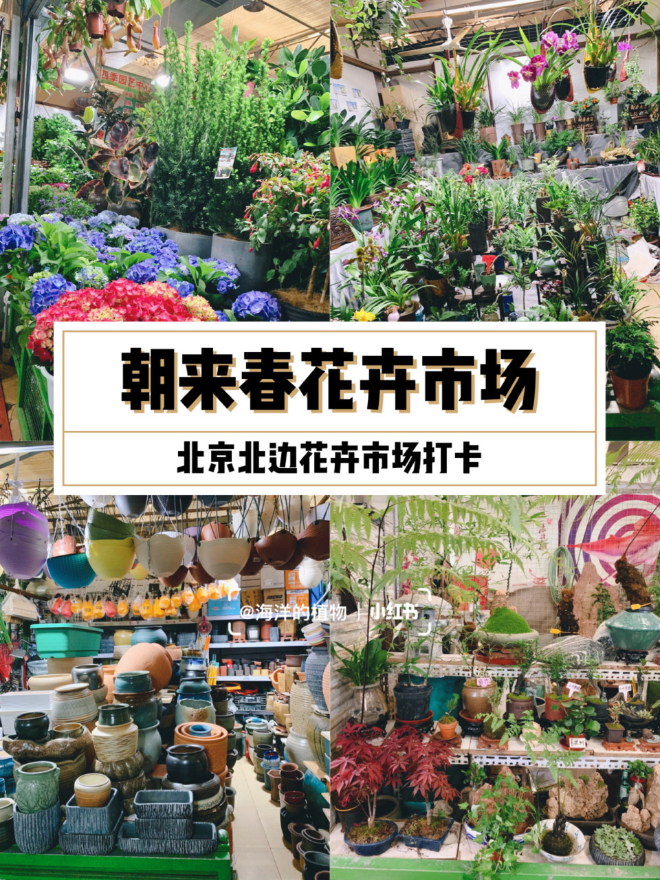 95地址: #朝来春花卉市场# 95交通:停车方便,位置好找 	 95营业