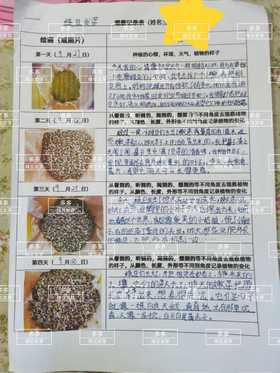 绿豆种子发芽记录表图片
