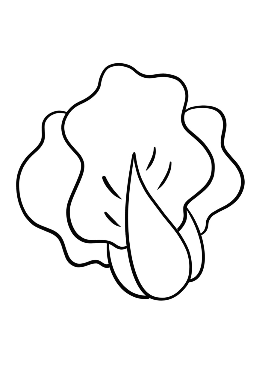 简笔画教程分享 白菜