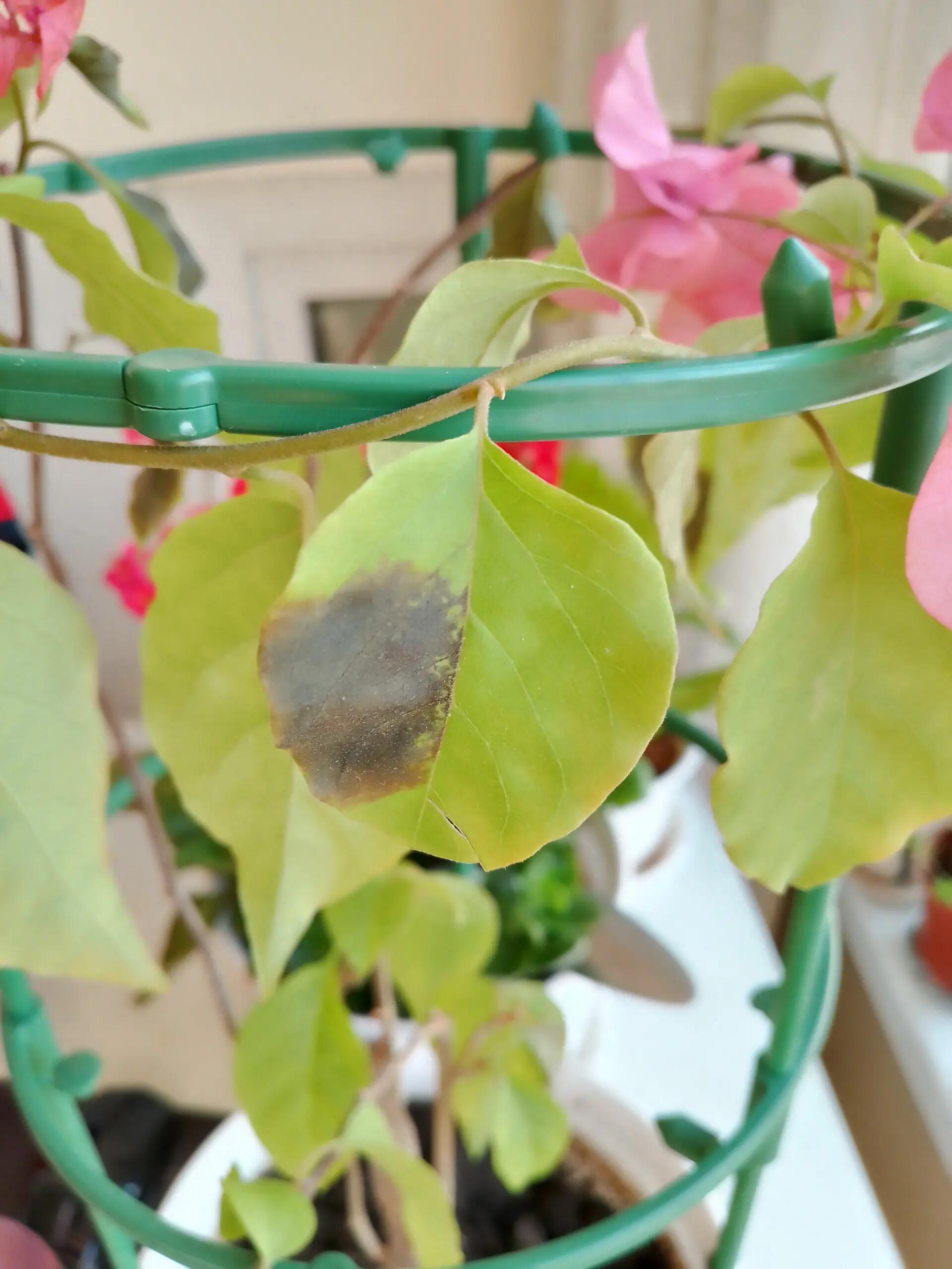 三角梅叶子发黑