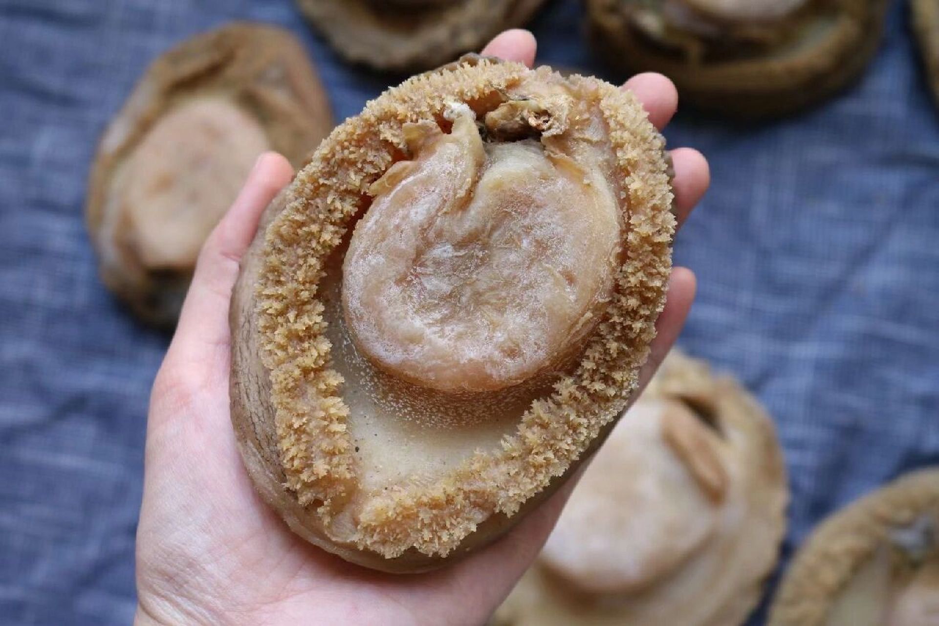 2头南非鲍鱼  所谓"千金难买双头鲍",一只双头鲍鱼价值极高.