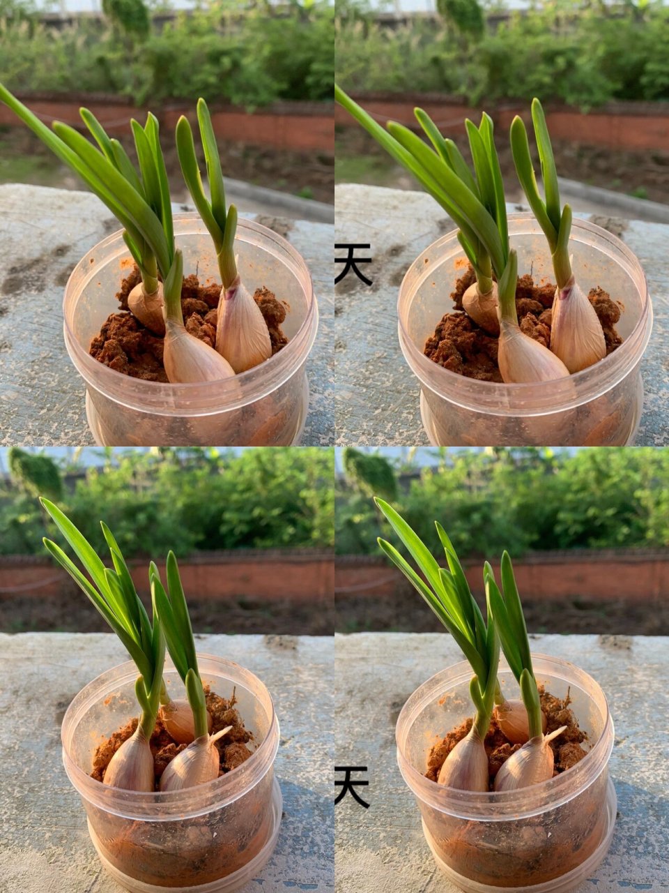 幼儿园|自然角,植物角观察记录表 植物观察记录表 种植了大蒜00