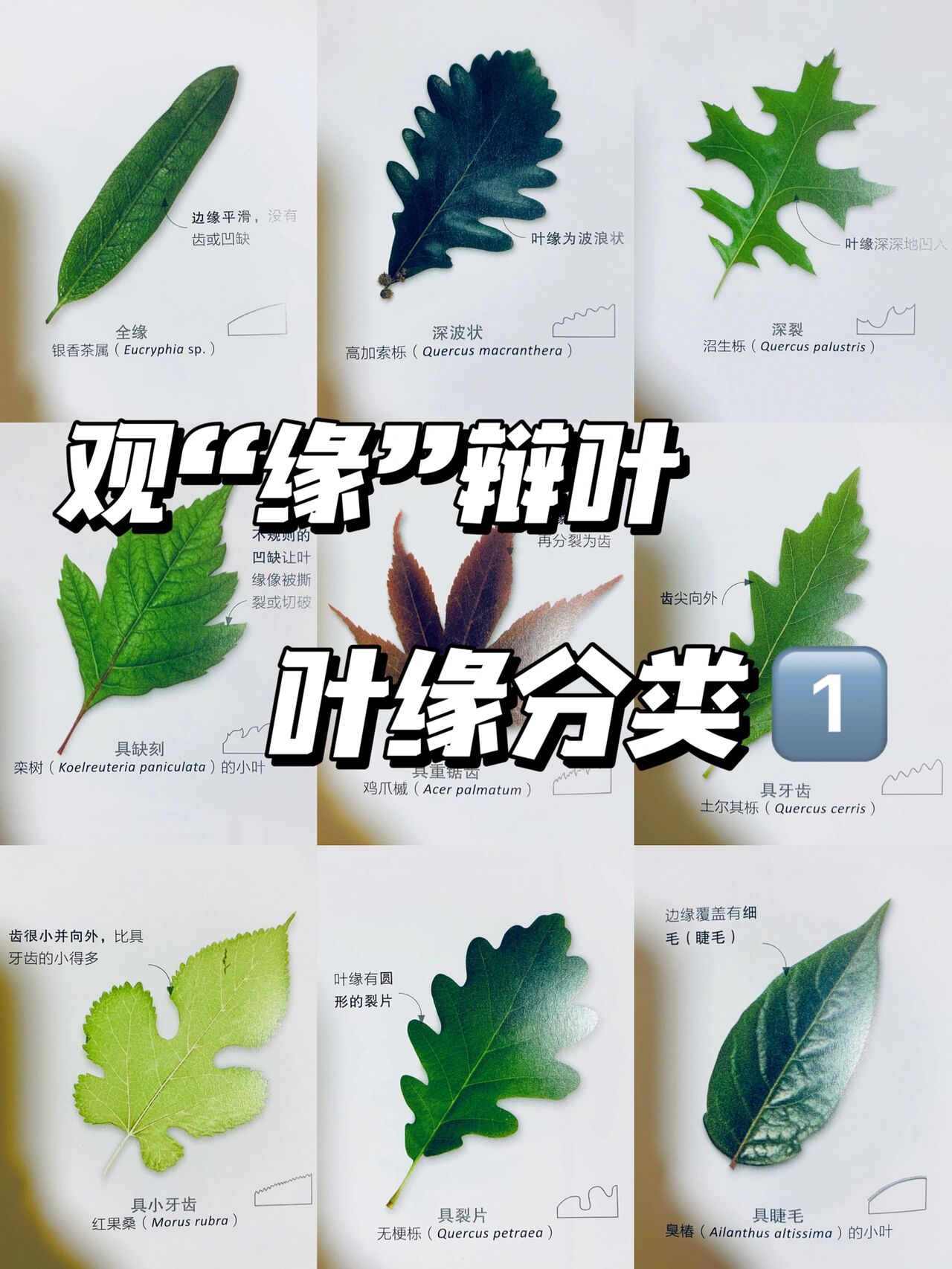 桃花的叶缘图片