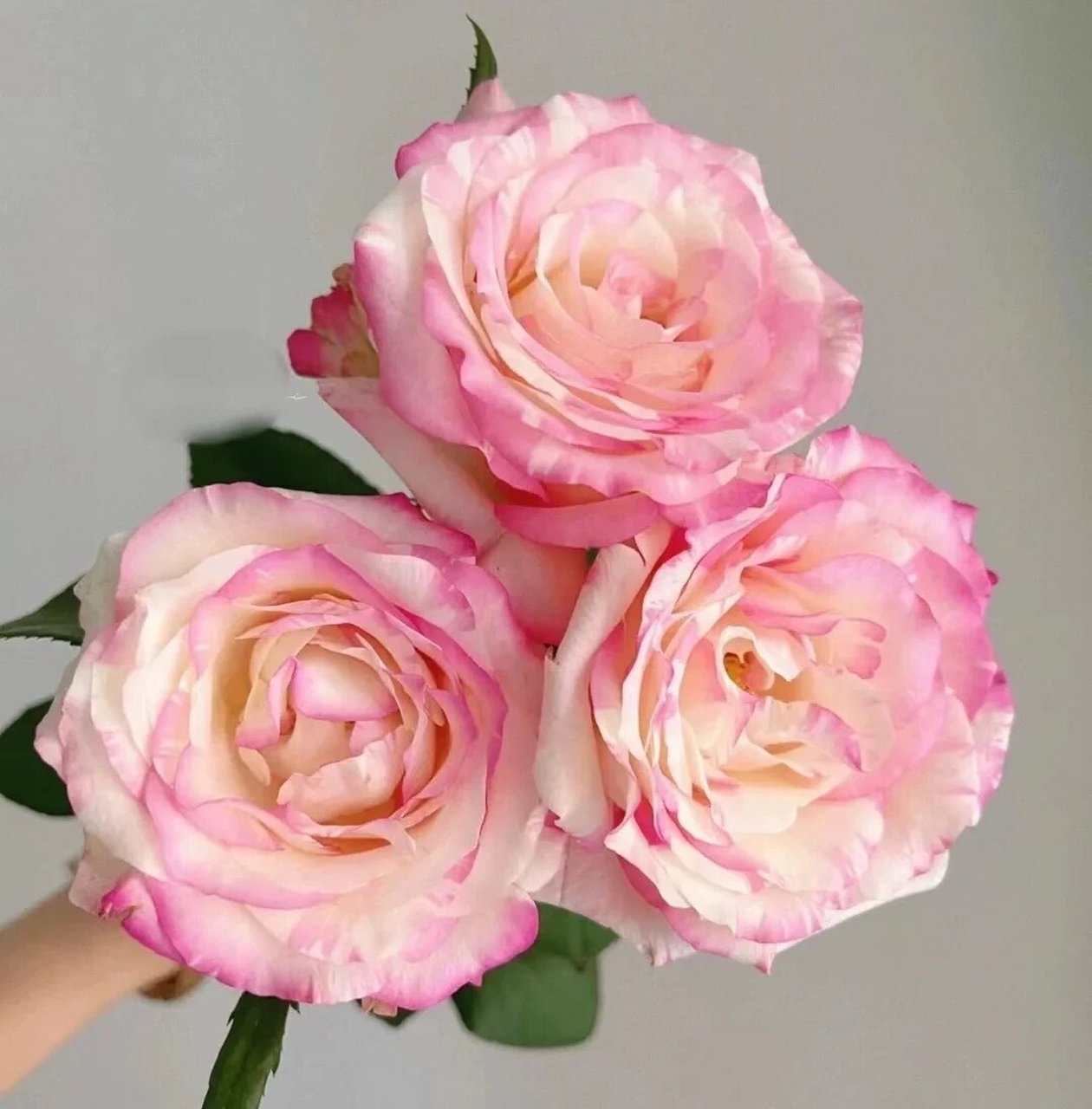 今日识花‖ 认识9款自带香味的玫瑰 粉佳人 自带水果香味的粉色少女感